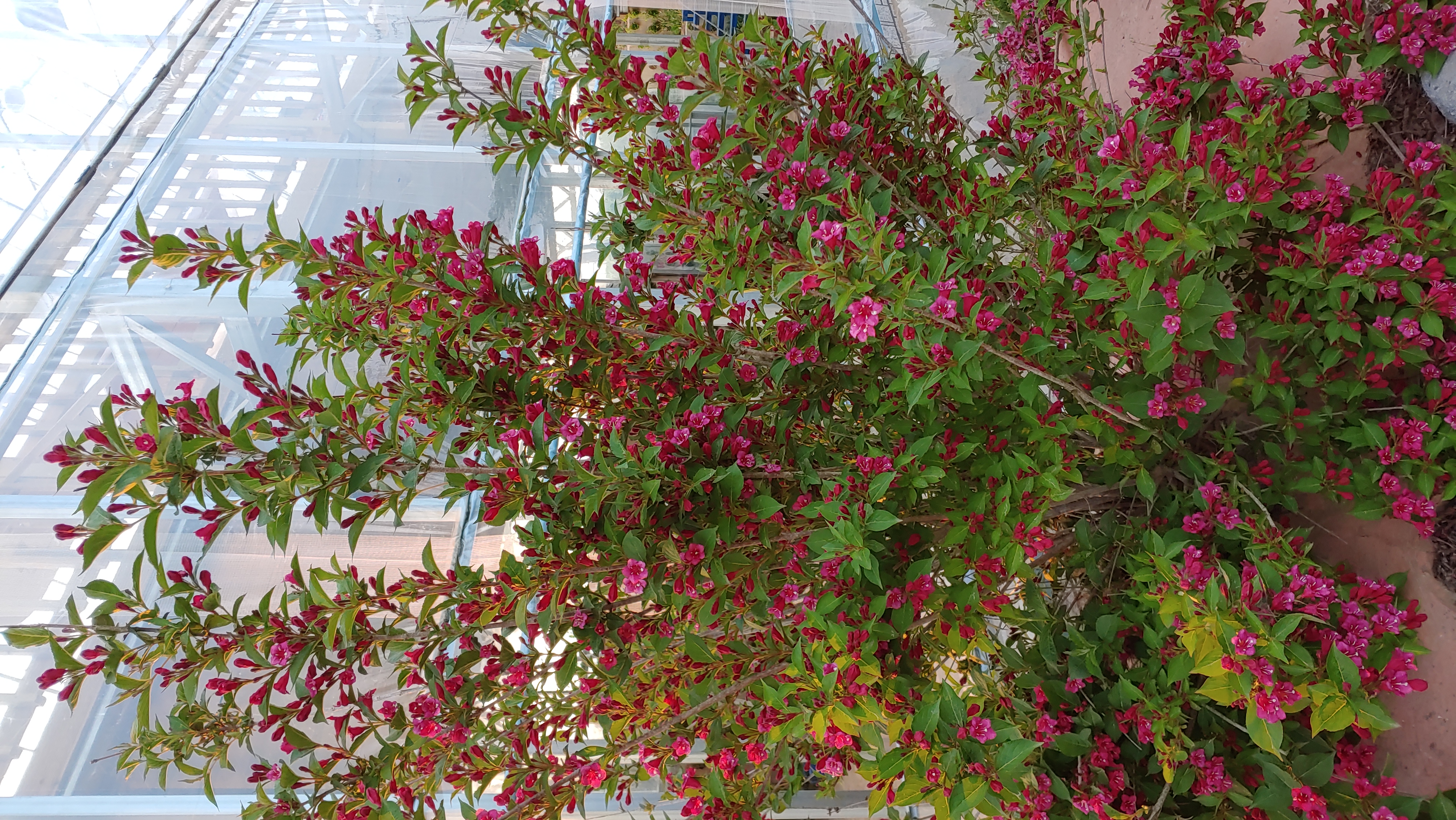 Weigela florida 'Red Prince'